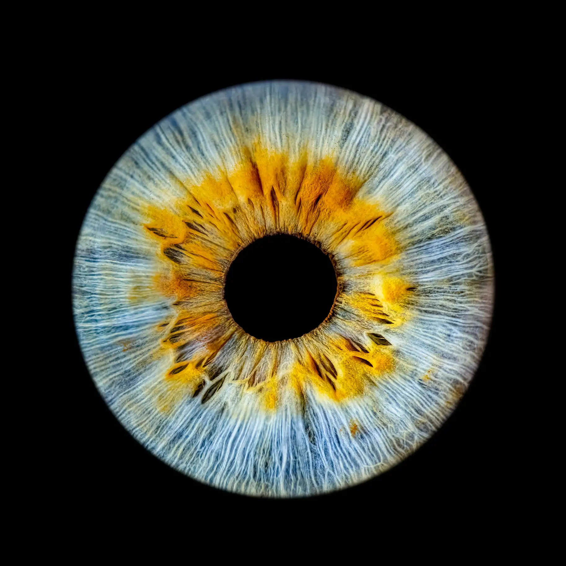 Eyecatcher - Blue Iris with gold Eyecatcher - Blue Iris