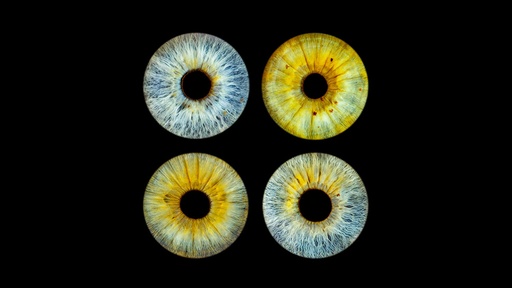 Iris Photography STUDIO BASIC - QUAD - $200