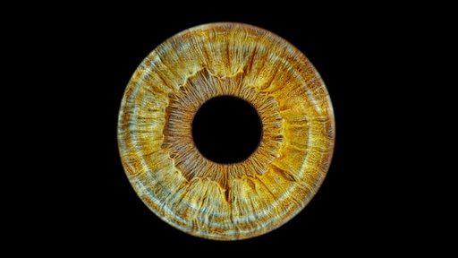 Iris Photography STUDIO PREMIUM - SINGLE - $130