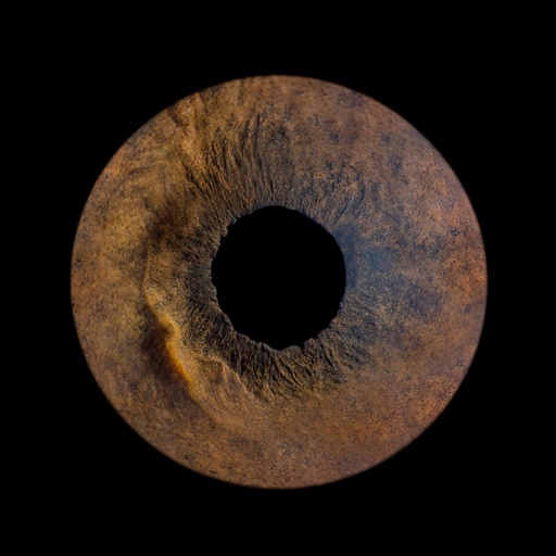 Iris Photography STUDIO - Dogs & Cats - $75